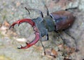 A stag beetle Lucanus cervus in the wild Royalty Free Stock Photo