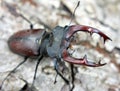 A stag beetle Lucanus cervus in the wild Royalty Free Stock Photo