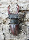 A stag beetle Lucanus cervus in the wild Royalty Free Stock Photo