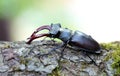A stag beetle (Lucanus cervus) in the wild Royalty Free Stock Photo