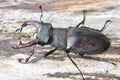 A stag beetle (Lucanus cervus) in the wild Royalty Free Stock Photo