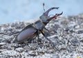 A stag beetle (Lucanus cervus) in the wild Royalty Free Stock Photo
