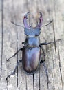 A stag beetle (Lucanus cervus) in the wild Royalty Free Stock Photo