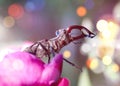 Stag beetle Lucanus fairmairel on the flower Royalty Free Stock Photo
