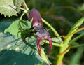 Stag beetle male on green natural background Royalty Free Stock Photo