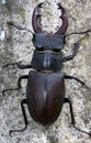 Stag beetle, male / Lucanus cervus Royalty Free Stock Photo