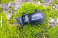 Stag beetle on the moss mat