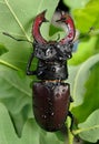 Stag beetle in oak forest after rain. Royalty Free Stock Photo