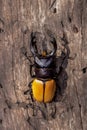 Stag Beetle (Odontolabis mouhoti ) Male Royalty Free Stock Photo