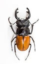 Stag Beetle (Odontolabis mouhoti ) Male Top View Royalty Free Stock Photo