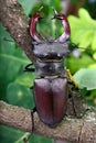 Stag beetle with open wings in an oak forest. Royalty Free Stock Photo