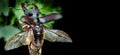 Stag beetle with open wings in an oak forest. close up. copy space Royalty Free Stock Photo