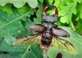 Stag beetle with open wings in an oak forest. Royalty Free Stock Photo