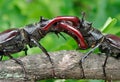 Stag beetle with open wings in an oak forest. Royalty Free Stock Photo