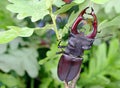 Stag beetle with open wings in an oak forest. Royalty Free Stock Photo