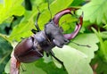 Stag beetle with open wings in an oak forest. Royalty Free Stock Photo