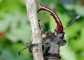 Stag beetle with open wings in an oak forest. Royalty Free Stock Photo