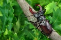 Stag beetle with open wings in an oak forest. close up. copy space Royalty Free Stock Photo