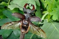 Stag beetle with open wings in an oak forest. Royalty Free Stock Photo