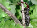 Stag beetle with open wings in an oak forest. Royalty Free Stock Photo