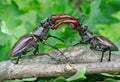 Stag beetle with open wings in an oak forest. Royalty Free Stock Photo