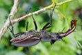 Stag beetle with open wings in an oak forest. Royalty Free Stock Photo