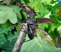 Stag beetle with open wings in an oak forest. close up. Royalty Free Stock Photo