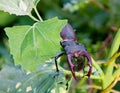 Stag Beetle or pinching bug at green nature Royalty Free Stock Photo