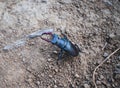 Stag Beetle or pinching bug , Lucanus cervus close-up insect on blurry background, macro photo in selective focus Royalty Free Stock Photo