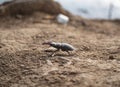 Stag Beetle or pinching bug , Lucanus cervus close-up insect on blurry background, macro photo in selective focus Royalty Free Stock Photo