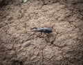 Stag Beetle or pinching bug , Lucanus cervus close-up insect on blurry background, macro photo in selective focus Royalty Free Stock Photo