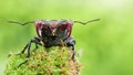 Stag Beetle portrait Royalty Free Stock Photo