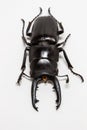 Stag Beetle (Prosopocoilus buddha)