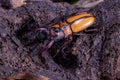 Stag Beetle Prosopocoilus kannegieteri Beetle insect