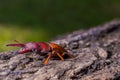 Stag Beetle Prosopocoilus kannegieteri Beetle insect