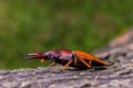 Stag Beetle Prosopocoilus kannegieteri Beetle insect