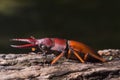 Stag Beetle Prosopocoilus kannegieteri Beetle insect