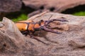 Stag Beetle Prosopocoilus kannegieteri Beetle insect