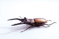 Stag Beetle Prosopocoilus kannegieteri Beetle insect