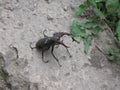 stag beetle protects itself from uninvited guests