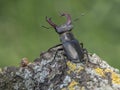 Stag beetle ready for fighting Royalty Free Stock Photo
