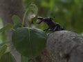 Stag beetle resting on a tree branch. Royalty Free Stock Photo