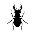 Stag beetle silhouette Royalty Free Stock Photo