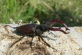 Stag beetle on white tree bark, closeup Royalty Free Stock Photo