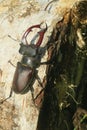 Stag beetle on white tree bark, closeup Royalty Free Stock Photo