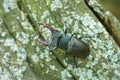 The stag beetle sitting on the log Royalty Free Stock Photo