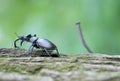 Stag beetle