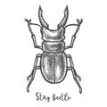 Stag beetle sketch or cervus lucanus illustration