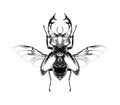 Stag beetle sketch graphics