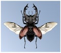 Stag beetle sketch graphics